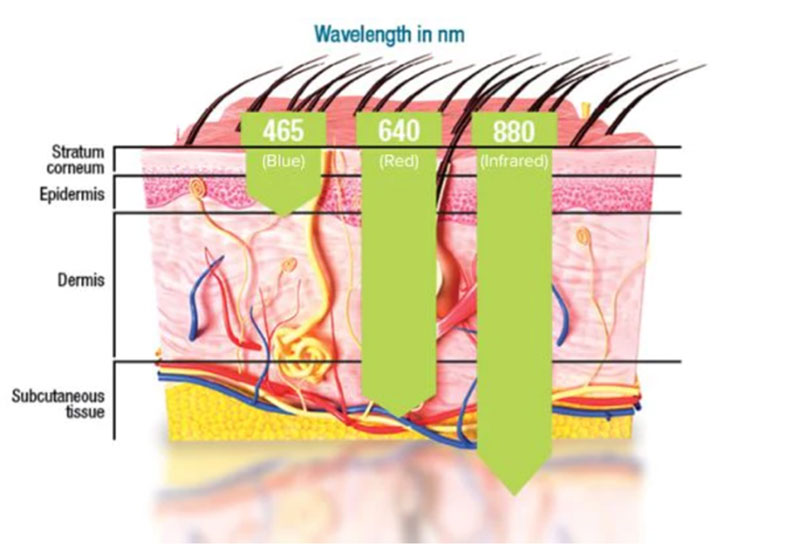 Graphic of skin layers and how light wavelengths affect tthem