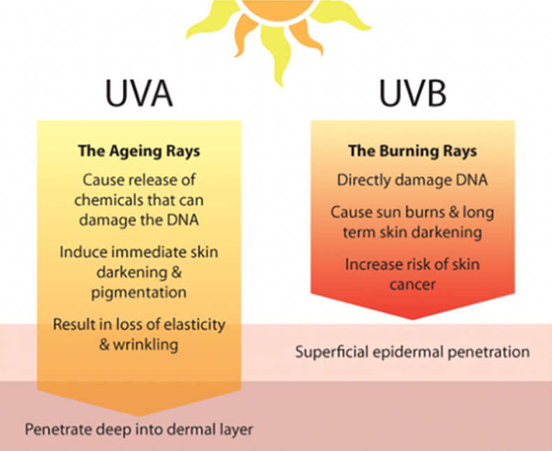 Graphic display about UVA and UVB