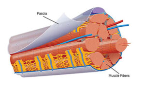 Graphical image of a muscle fiber and the outer layer of fascia.